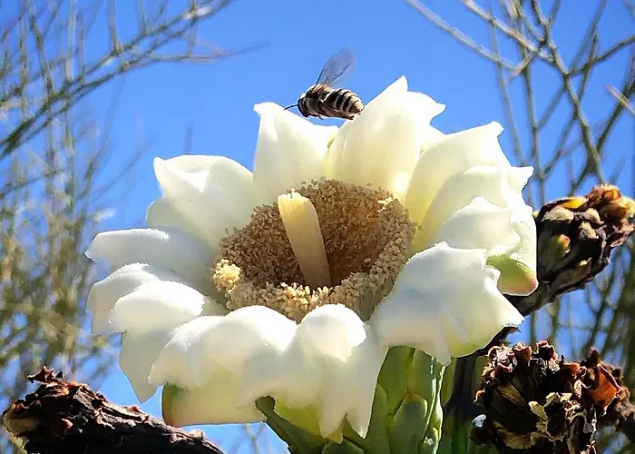 The Nest In Ventana Canyon Tucson